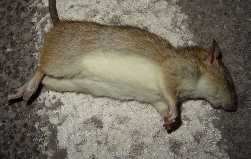 Rattus o Mus ?....morto...  Rattus rattus